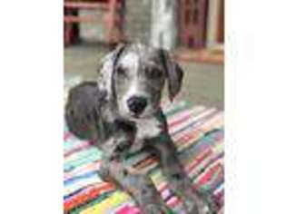 Great Dane Puppy for sale in Adolphus, KY, USA