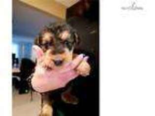 Airedale Terrier Puppy for sale in El Paso, TX, USA