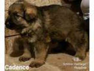 German Shepherd Dog Puppy for sale in Hazelwood, MO, USA
