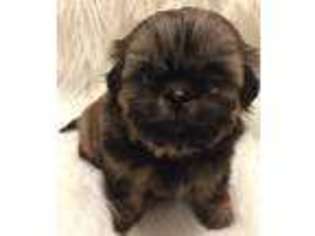 Mutt Puppy for sale in Seymour, IN, USA