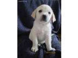 Labrador Retriever Puppy for sale in Purdin, MO, USA