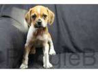 Puggle Puppy for sale in EASTWOOD, KY, USA