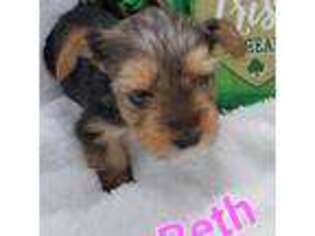 Yorkshire Terrier Puppy for sale in Tuckasegee, NC, USA