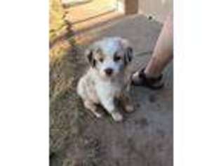 Australian Shepherd Puppy for sale in Clint, TX, USA