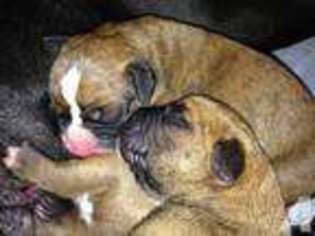 Boxer Puppy for sale in RINGWOOD, NJ, USA