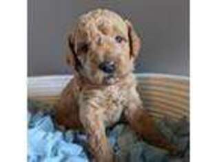 Mutt Puppy for sale in Mount Gilead, OH, USA