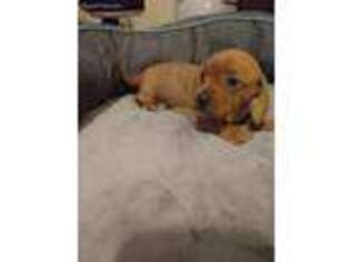 Dachshund Puppy for sale in Scottsburg, VA, USA