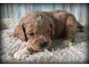 Cavapoo Puppy for sale in Edwardsburg, MI, USA
