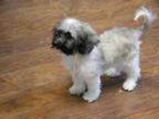 Havanese Puppy for sale in Parker, CO, USA
