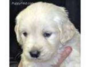 Mutt Puppy for sale in Littleton, CO, USA