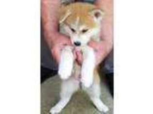 Akita Puppy for sale in Arlington, TX, USA