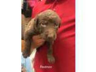 Chesapeake Bay Retriever Puppy for sale in Flint, TX, USA