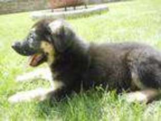 German Shepherd Dog Puppy for sale in CHESWICK, PA, USA