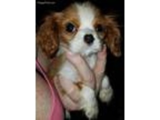 Cavalier King Charles Spaniel Puppy for sale in Loganville, GA, USA