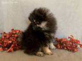 Pomeranian Puppy for sale in Staples, MN, USA