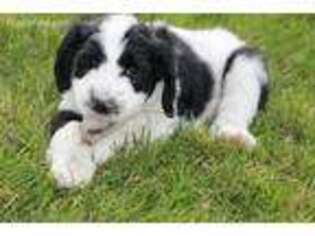 Saint Berdoodle Puppy for sale in Rapid City, SD, USA