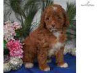 Cock-A-Poo Puppy for sale in Harrisburg, PA, USA