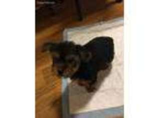 Yorkshire Terrier Puppy for sale in Daly City, CA, USA