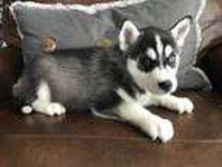 Siberian Husky Puppy for sale in Loogootee, IN, USA