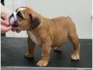 Bulldog Puppy for sale in Willis, TX, USA