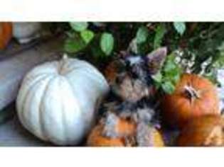 Yorkshire Terrier Puppy for sale in SAN JOSE, CA, USA