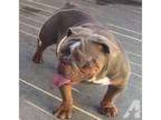 Bulldog Puppy for sale in LYNBROOK, NY, USA