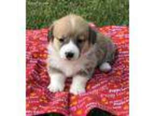 Pembroke Welsh Corgi Puppy for sale in Gordo, AL, USA