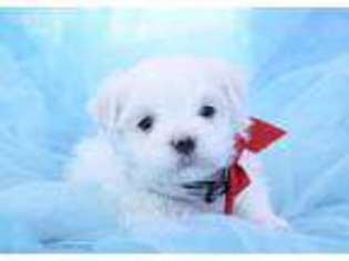 Maltese Puppy for sale in Summerfield, NC, USA