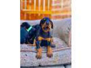 Doberman Pinscher Puppy for sale in Bend, OR, USA