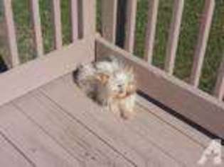 Yorkshire Terrier Puppy for sale in NORTH BRANCH, MN, USA