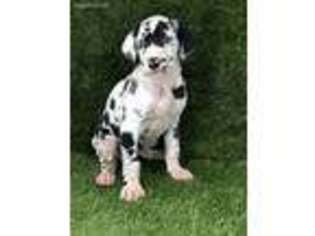 Great Dane Puppy for sale in Nutley, NJ, USA