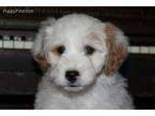 Goldendoodle Puppy for sale in Dundee, NY, USA