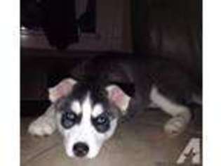 Siberian Husky Puppy for sale in ERIE, PA, USA