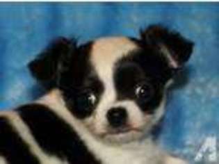 Chihuahua Puppy for sale in PLANO, TX, USA