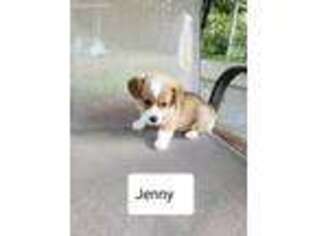 Pembroke Welsh Corgi Puppy for sale in Poplar, WI, USA