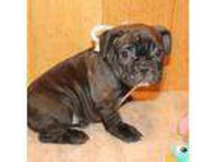 French Bulldog Puppy for sale in Salem, IL, USA