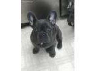 French Bulldog Puppy for sale in Gardiner, MT, USA