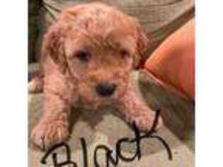 Goldendoodle Puppy for sale in Abbeville, SC, USA