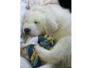Great Pyrenees Puppy for sale in Indianapolis, IN, USA