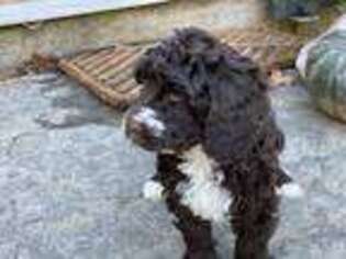 Labradoodle Puppy for sale in Sandwich, MA, USA
