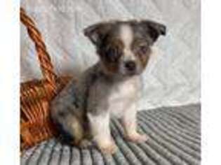 Miniature Australian Shepherd Puppy for sale in Canton, OH, USA