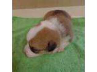 Pembroke Welsh Corgi Puppy for sale in Ovid, NY, USA