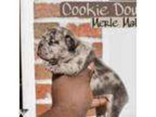 French Bulldog Puppy for sale in Hampton, GA, USA