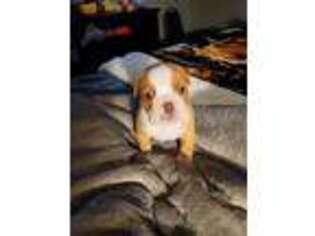 Olde English Bulldogge Puppy for sale in New Iberia, LA, USA