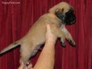 Mastiff Puppy for sale in Winona, MN, USA