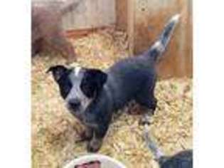 Australian Cattle Dog Puppy for sale in Delaware, OH, USA