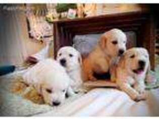 Golden Retriever Puppy for sale in Fort Collins, CO, USA