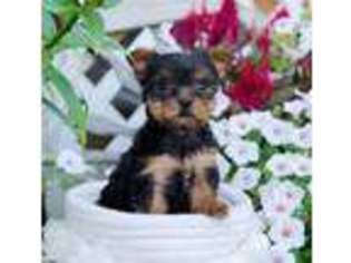 Yorkshire Terrier Puppy for sale in Honey Brook, PA, USA