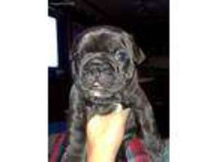 French Bulldog Puppy for sale in Page, AZ, USA