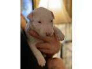 Bull Terrier Puppy for sale in Clinton, MO, USA